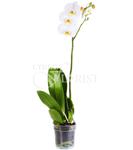 White Phalaenopsis orchid in a pot